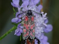 Esparsettenwidderchen (6)